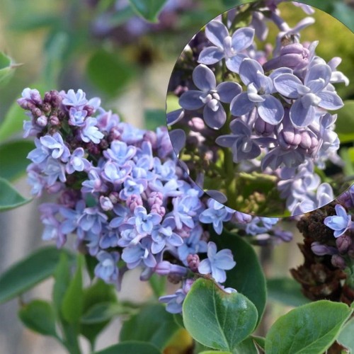 Syringa vulgaris 'President Grevy' - Harilik sirel 'President Grevy' TR18 